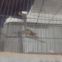 دوعدد قناری نر بخوان سالم ابهر|پرنده|ابهر, |دیوار