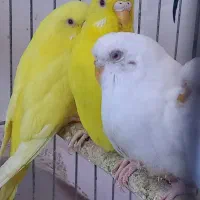 مرغ عشق هلندی زرد و سفید و اسپانگل|پرنده|باوی, |دیوار