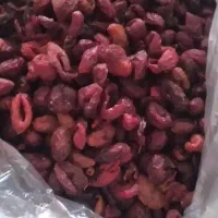 زغال اخته خشک و ارگانیک