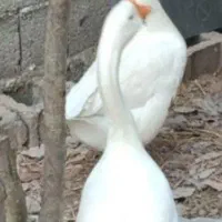 تخم قوغاز اصل|حیوانات مزرعه|زابل, |دیوار