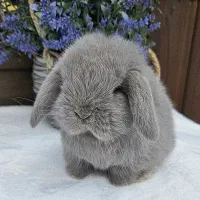 خرگوش لوپ Angle|موش و خرگوش|سنندج, |دیوار