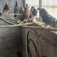 کبوترکفترپرشی