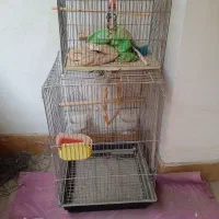 قفس بزرگ و کوچک|لوازم جانبی حیوانات|پاکدشت, پاکدشت (مامازند)|دیوار
