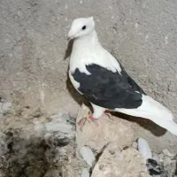 سلام یک عدد پشتار پلاکی پرنده