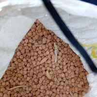 نخودسفید درشت الک شده