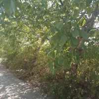 اتاق یا سوئیت اجاره ای کاملا مستقل  دارای پارکینگ|اجارهٔ کوتاه‌مدت آپارتمان و سوئیت|بافت, |دیوار