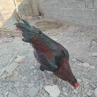 خروس چابهاری زات دار|حیوانات مزرعه|میناب, |دیوار