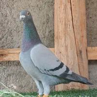 دسته جدید شارژ شد
