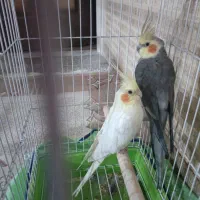 طوطی عروس جفت مولد