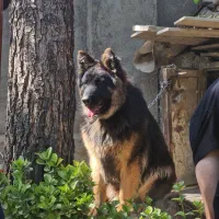 سگ گمشده|حیوانات|مشهد, ثامن|دیوار