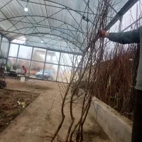 نهال بادام اعلا میاندوآب|خدمات باغبانی و درختکاری|ناغان, |دیوار