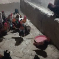خروس ومرغ وغاز وارودک بوقلمون وکفتر