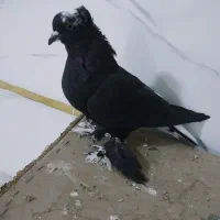 کبوتر قره اقویروغ مایا|حیوانات|تبریز, |دیوار