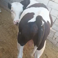 گوساله نر