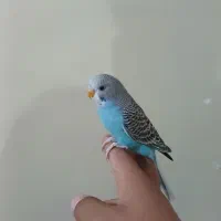 مرغ عشق|پرنده|اهواز, اسلام آباد شرقی|دیوار