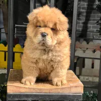 خرس کوچولو نژاد چاوچاو chow chow