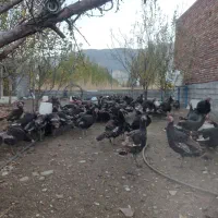 120 عدد بو قلمون سیاه باوزنهای 2/5 الی 4