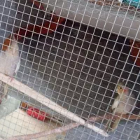 دوتا عروس هلندی|پرنده|چناران, |دیوار