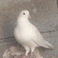 نر سفید. پاک بدون یک زره خطا|پرنده|کهنوج, |دیوار