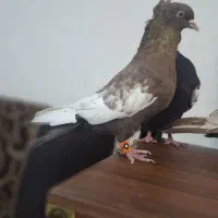 فروش سینه سبز آبی سوسنی مولد خوب درجه یک|پرنده|فیروزآباد (فارس), |دیوار