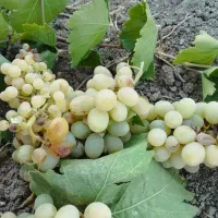انگور از شما شیره از ما