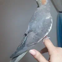 ماده یک ساله فول رام|پرنده|بابل, |دیوار