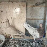 دو جفت هفت‌رنگ جوجه بده عالی|پرنده|تاکستان, |دیوار