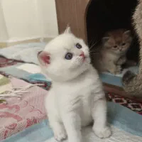 گربه بریتیش