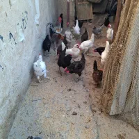 مرغ و خروس محلی|حیوانات مزرعه|چغادک, |دیوار