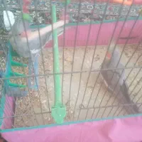 عروس هلندی دستی