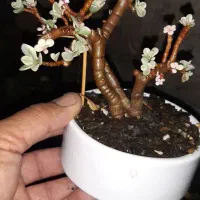 بن سای خرفه ای|گل و گیاه طبیعی|اردبیل, |دیوار
