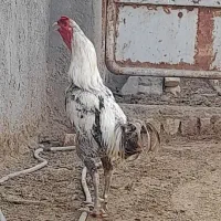 خروس جوان|حیوانات مزرعه|قم, نیروگاه|دیوار