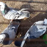 کبوتر|پرنده|فاضل آباد, |دیوار