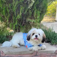 سگ شیتزو|سگ|مشهد, امام خمینی|دیوار