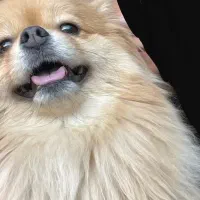 پامرین واگذاری پامر