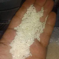 برنج کشت دوم و نوج