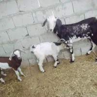 کهره نقشی جمولی با دو تا بچه نر ماده بزرگ