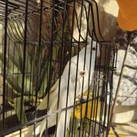 پرنده ،طوطی عروس،هلندی ، آلبینو و لوتینو ،جفت|پرنده|قم, شهر قائم|دیوار