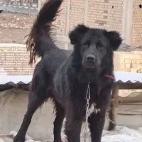 واگذاری سگ سرابی|سگ|کوهدشت, |دیوار