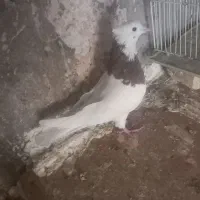 کفتر دو عدد|پرنده|تربتحیدریه, حسنی بالا|دیوار