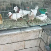 کبوتر طوقی و پرشی و مسافتی و تزئینی