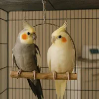 عروس هلندی نر سخنگو و ماده تخم گذار با تخم