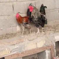خروس گلین لری چهل تاج