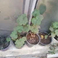 گل مختلف|گل و گیاه طبیعی|زنجان, |دیوار