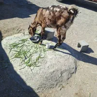 گوسفند گل گلی|حیوانات مزرعه|سراوان, |دیوار