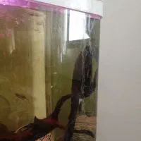 ماهی های زیبا