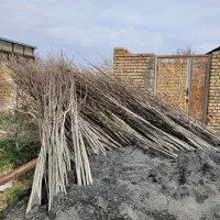 نهال گردو ۴ ۵ ساله