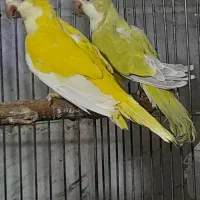 طوطی راهب|پرنده|ماسال, |دیوار