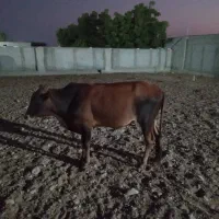 فروشی|حیوانات مزرعه|سیریک, |دیوار