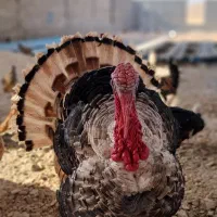 بوقلمون بوربورن و محلی